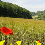 Sping Barley